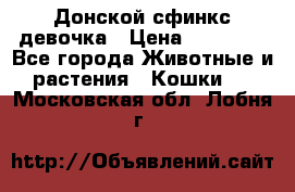 Донской сфинкс девочка › Цена ­ 15 000 - Все города Животные и растения » Кошки   . Московская обл.,Лобня г.